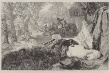 Toter Schwan und Pfau